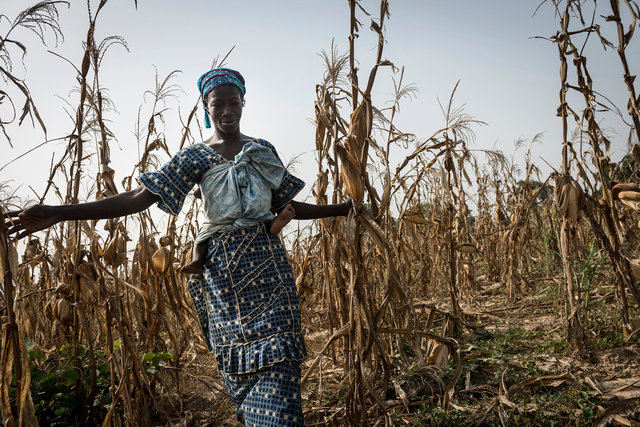 Burkina-Faso, récolte du maïs.