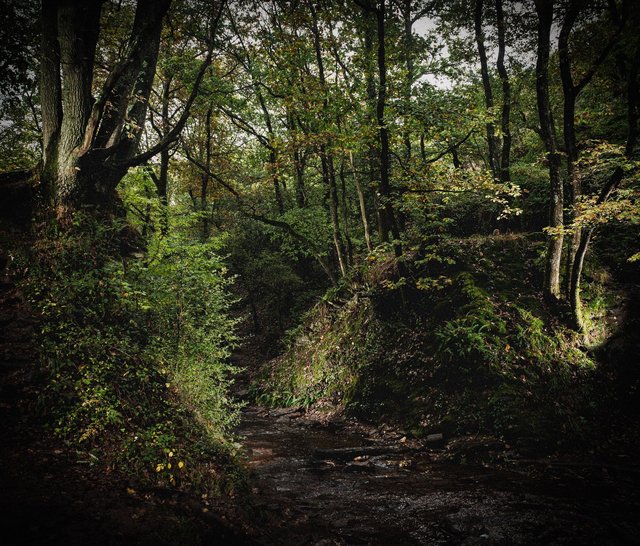 Forêt de brocéliande. Le val sans retour.