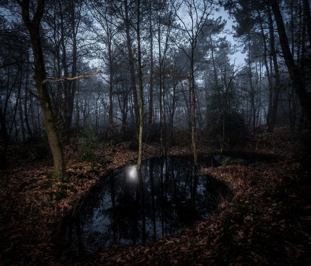 Forêt de Bretagne, les Corbinières