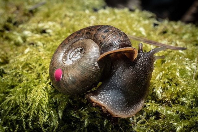 Laboratoire Ecobio, biodiversité, pour le CNRS
