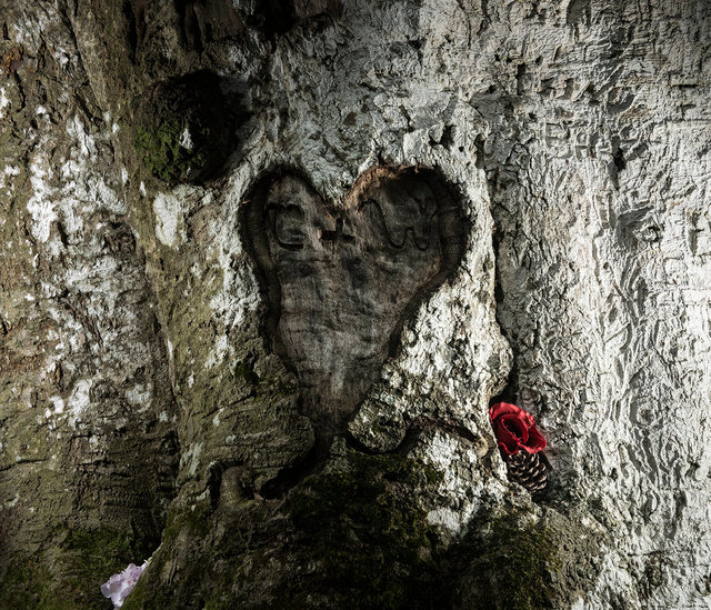 Forêt de Bretagne. Hêtre de Kervinihy