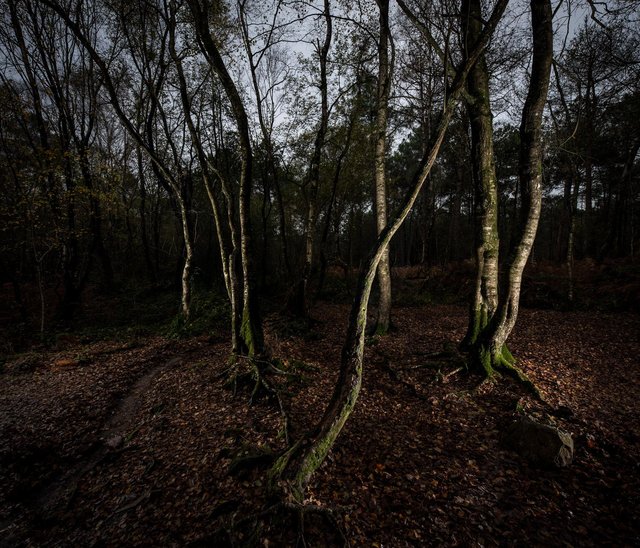 Forêt de brocéliande. Arbres sur le site de la  Fontaine de Barenton