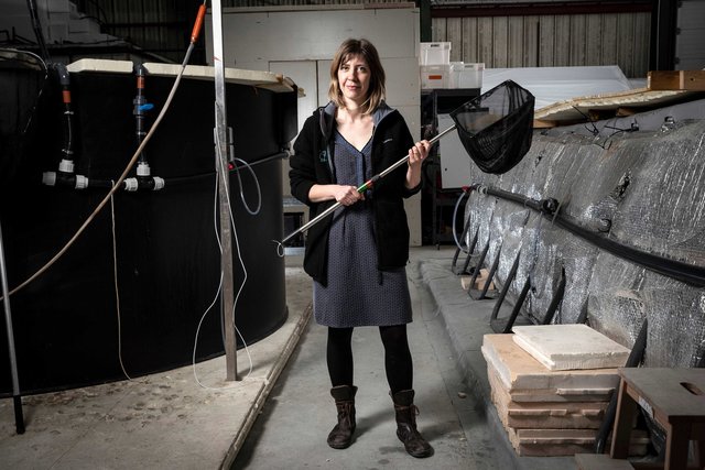 LISAqua, elevage de Gambas ecologique pour Science et Vie