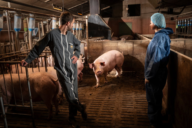 Véterinaire dans un élevage