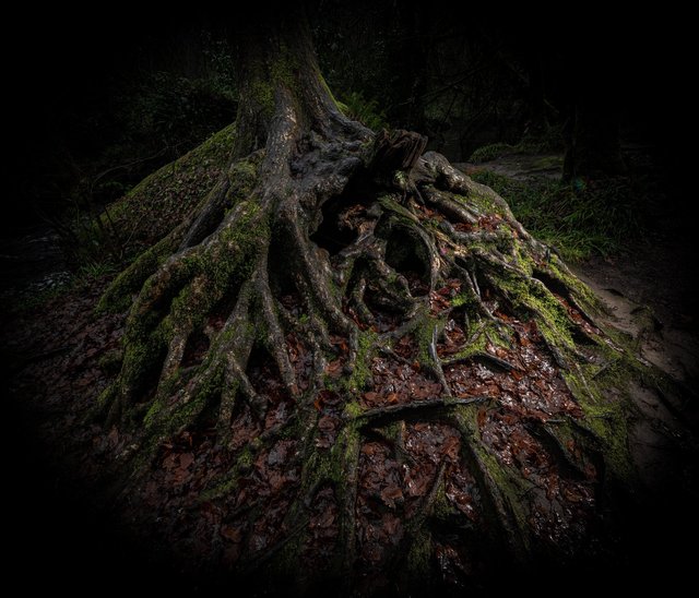  Forêt de Huelgoat