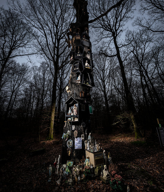 Chêne de la Vierge, Forêt de la Guerche de Bretagne