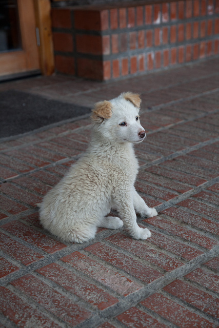 a puppy at altiplanico