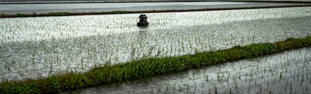 Rizière, Shikoku