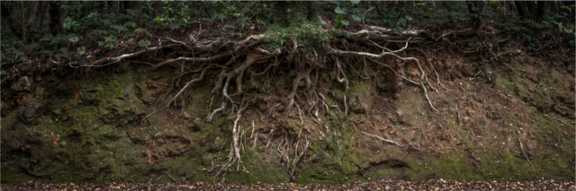 Chemin creux près du cap Ashizuri
