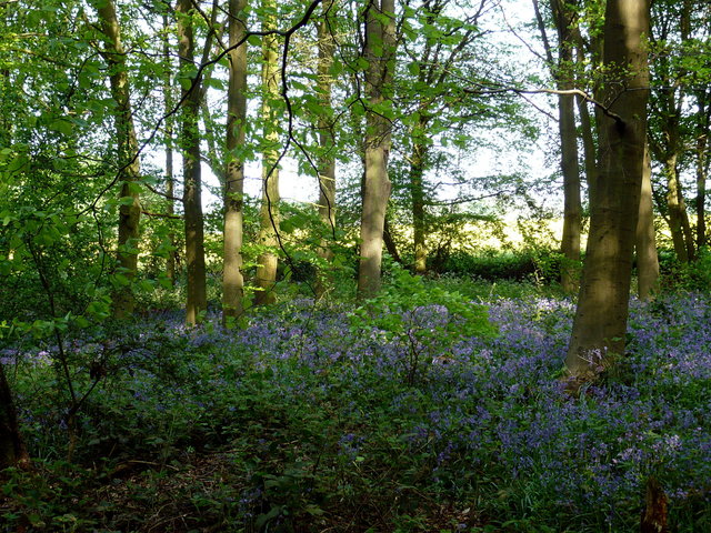 Bluebells near Bramfield VB.JPG