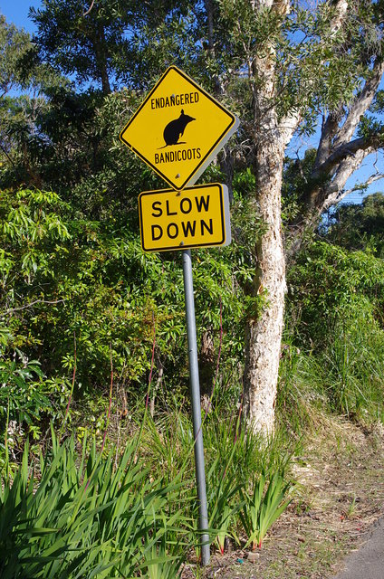 North Head Bandicoots (4) VB.JPG