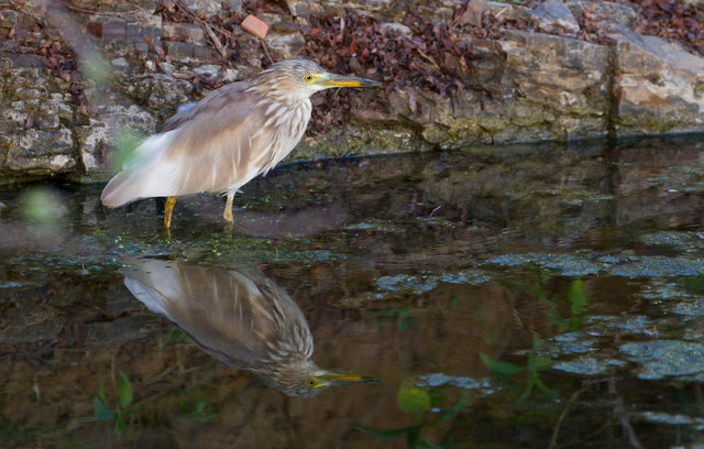 Indian Pond Heron