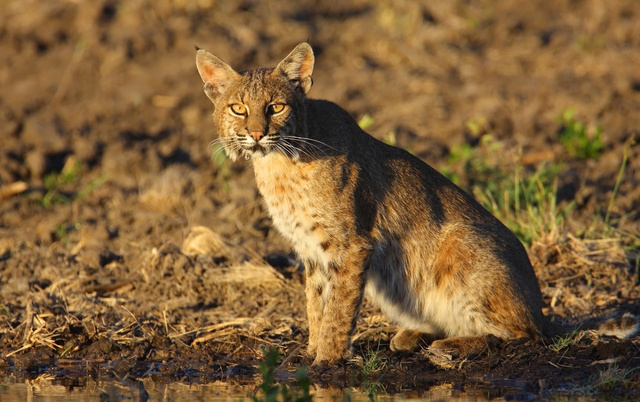 Bobcat, southern Texas