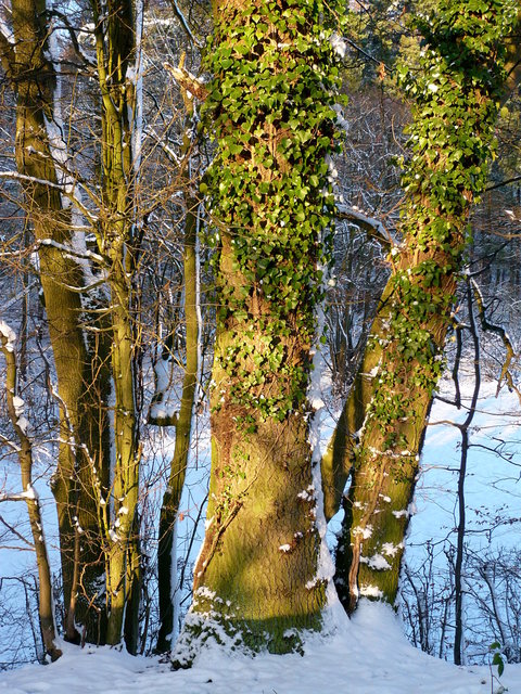 Snow on Ayot Greenway (2) VB.JPG