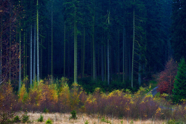 Ardennes # 10