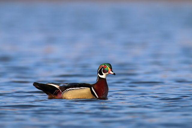 Wood Duck, March, Ohio