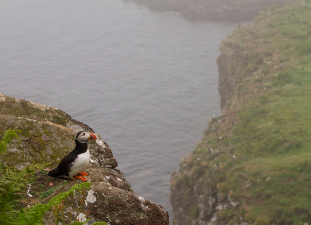 Puffin
