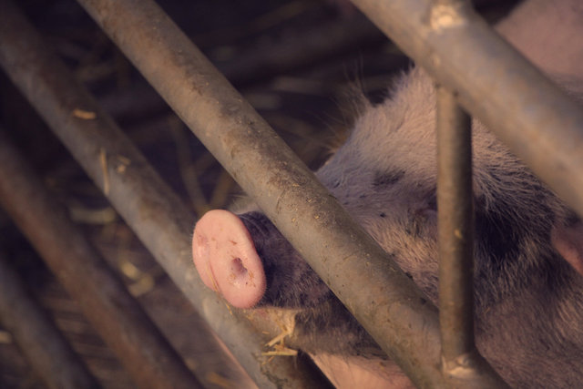 Fatstock Market Pig, Monmouthshire Livestock Centre