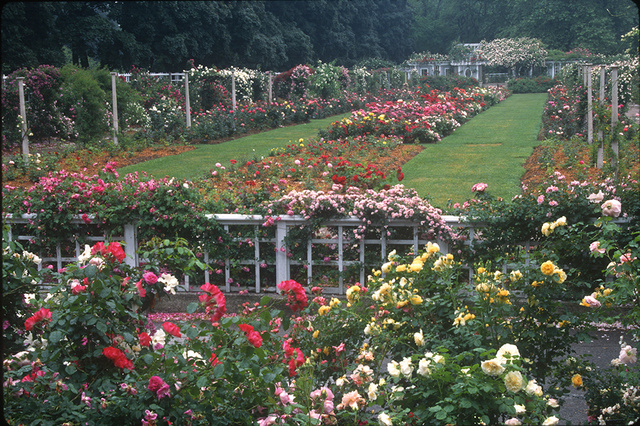 Brooklyn Botanic Rose Garden