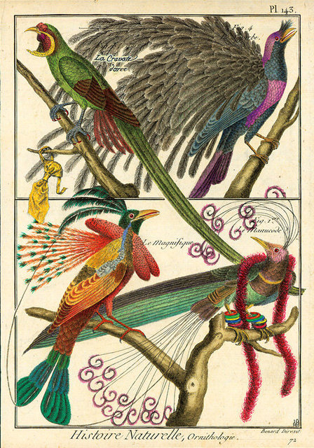 Ornithologie