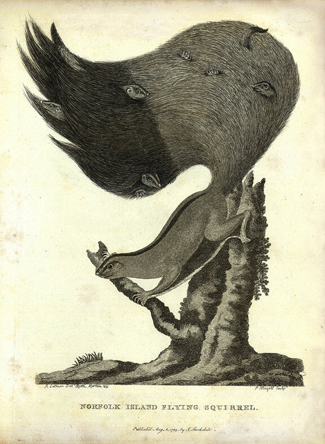 Squirrel