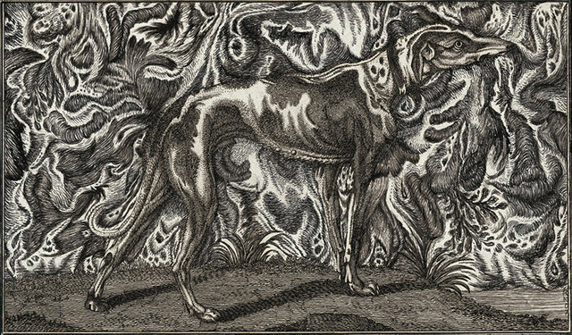 Chien Psychédélique