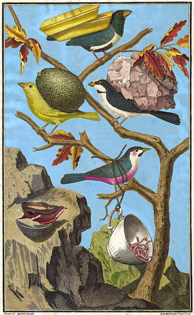 Brave Birds