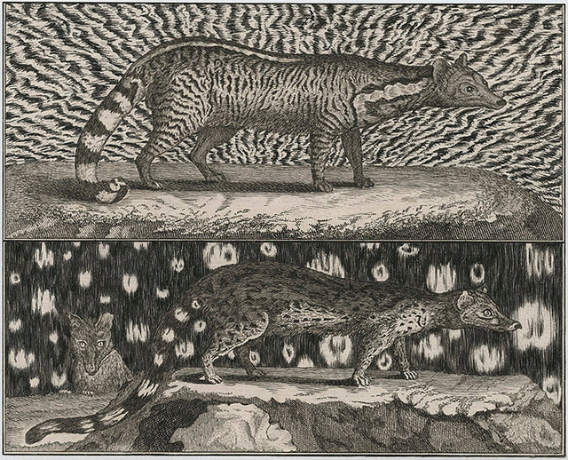 Civet Cats