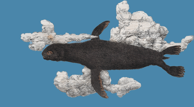 flying seal 6.png