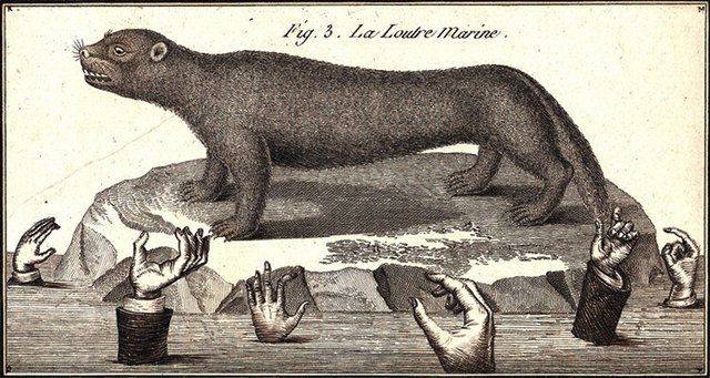 La Loutre Marine