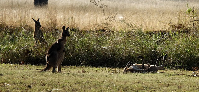 Kangaroos at Cam Way (34) VB.JPG