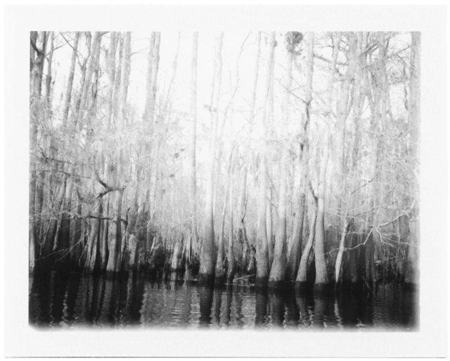 Cypress Tree Line, Winter 2013