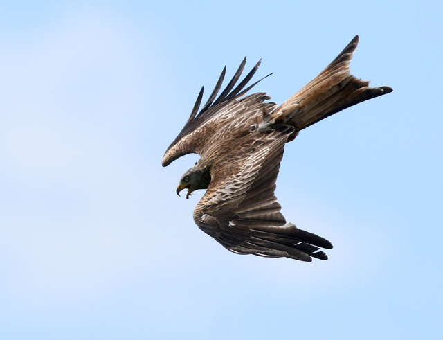 Red Kite
