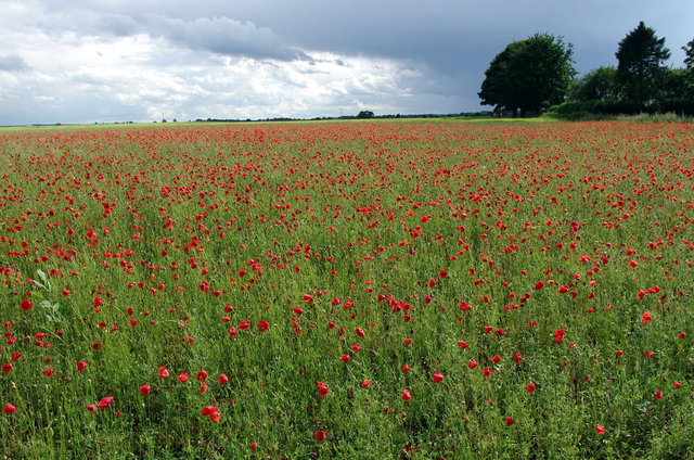 Poppies at Lemsford (9) VB.JPG