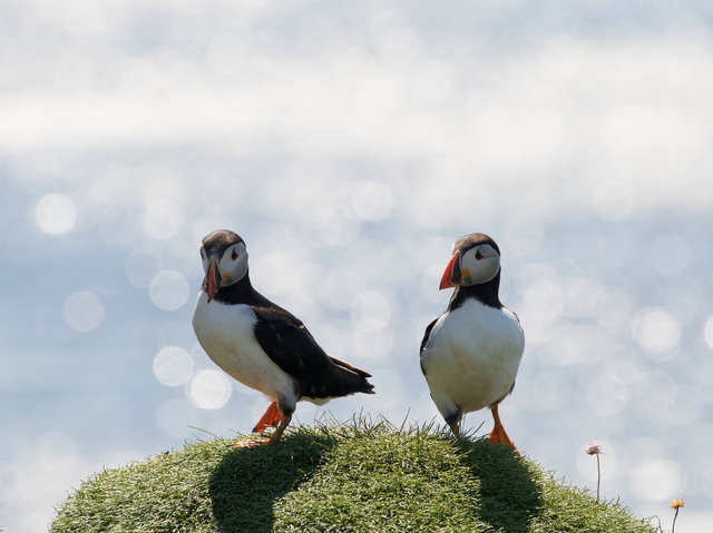 Puffins