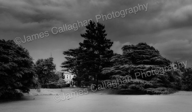 _DSC6789Mono Crop.jpg