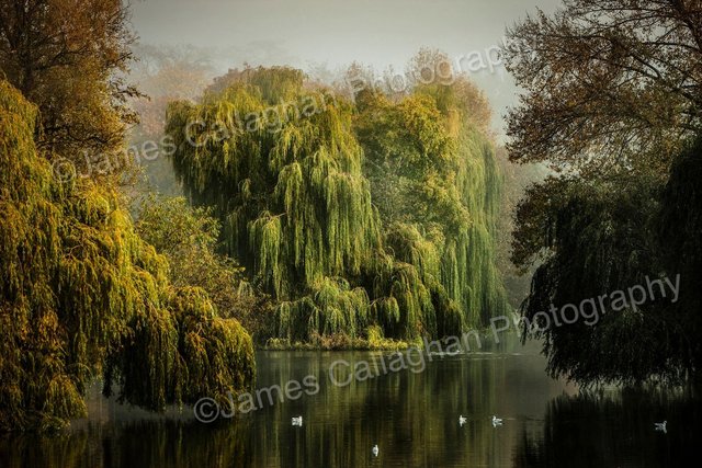 Willows From Mill Bridge Misty.jpg
