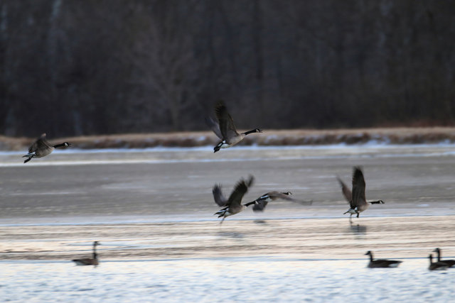 Canada Geese, February, southern Ohio