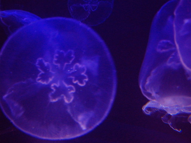 JELLYFISH