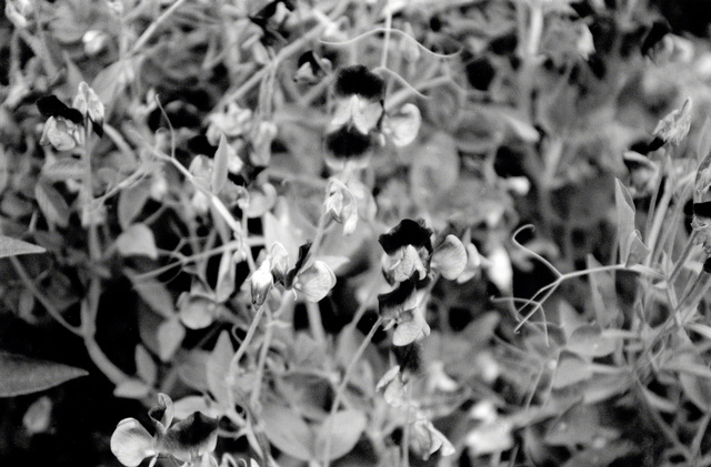 © 2008 Roz Akin