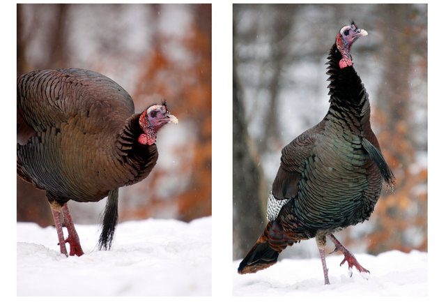 Eastern Wild Turkey, Spring, Ohio