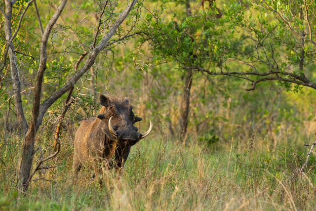 Warthog