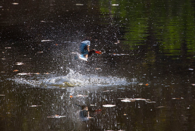 White-throated Kingfisher