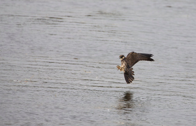 Hobby catching dragonfly