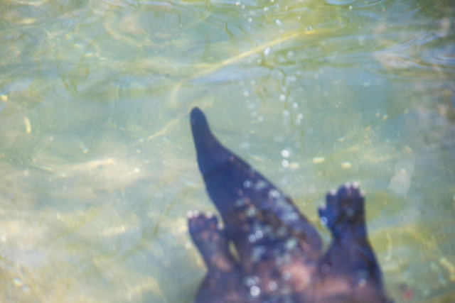 North American river otter (Lontra canadensis).