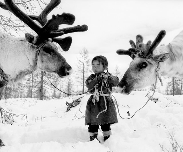 Tool holding two reindeer © Jeroen Toirkens