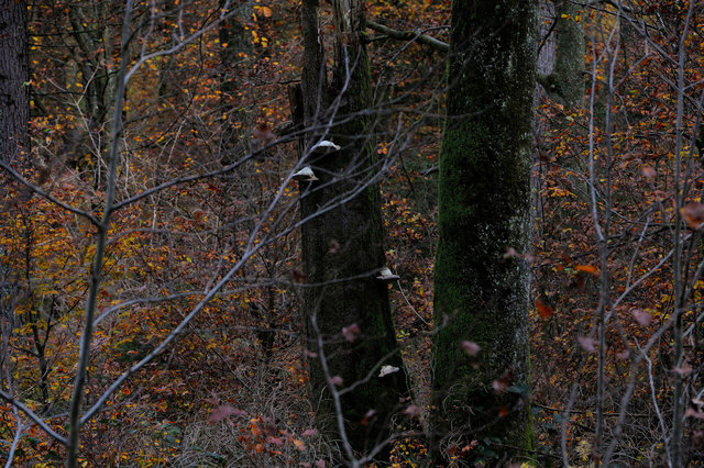Ardennes 2
