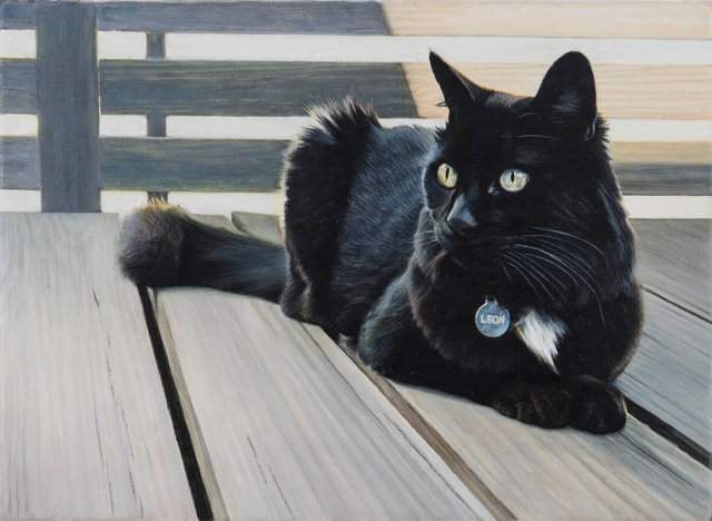 Breed: Domestic Cat / Leon