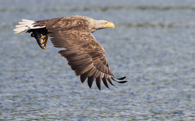 White-tailed eagle