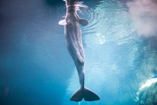 Beluga whale (Delphinapterus leucas).